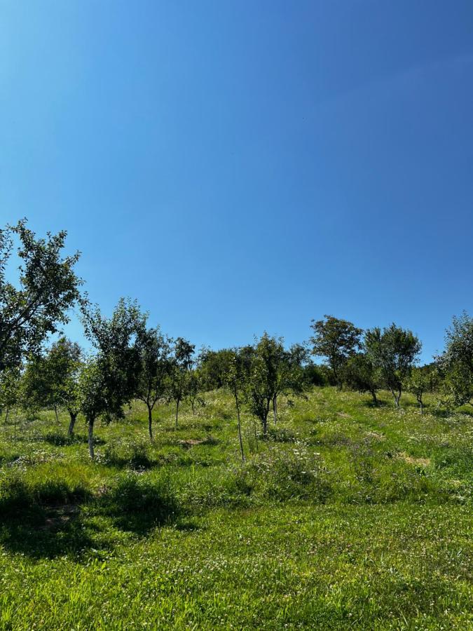 Buchin Pensiunea Lili'S House מראה חיצוני תמונה